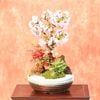 �ߺϡ����¾����(���ھ�ȭ)*��2025ǯ���ֽ�λ�䤴�Ƥ�Ф�����bonsai