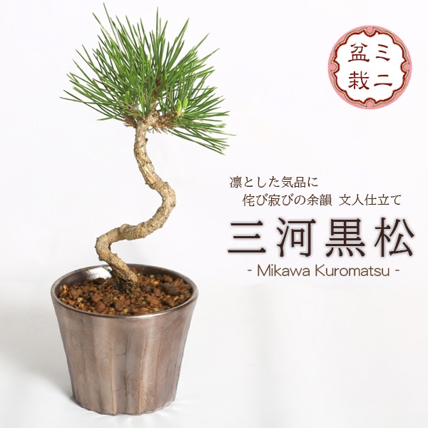 ミニ盆栽：三河黒松（文人・曲）*（瀬戸焼銅色反丸鉢）苔付き お試し
