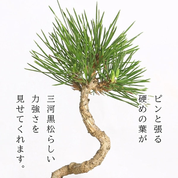 三河黒松小品盆栽_ミカワクロマツショウヒン_mikawa_kuromatsu ミニ盆栽：三河黒松（文人・曲）*（瀬戸焼銅色反丸鉢）苔付き お試し