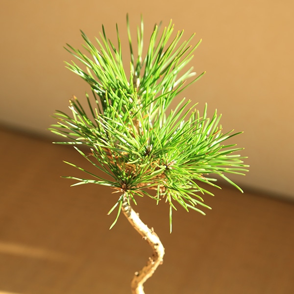 ミニ盆栽：三河黒松（文人・曲）*（瀬戸焼銅色反丸鉢）苔付き お試し