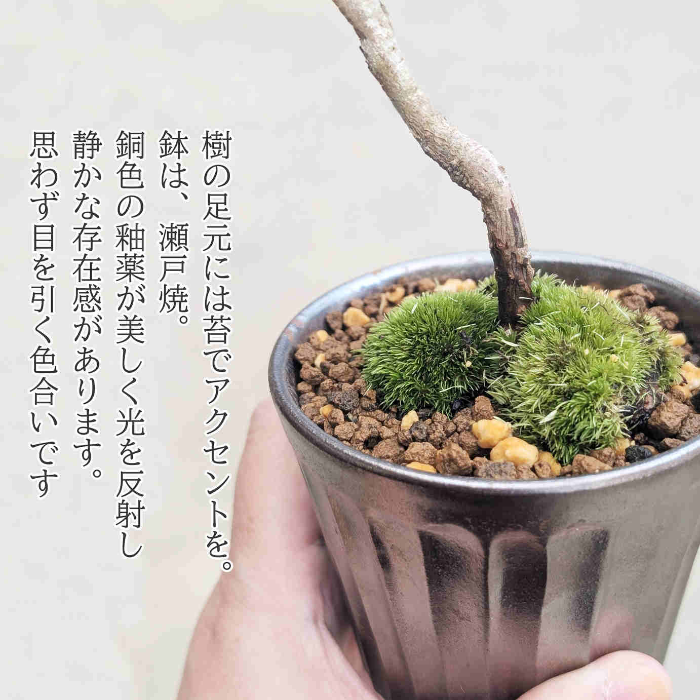 ミニ盆栽：三河黒松（文人・曲）*（瀬戸焼銅色反丸鉢）苔付き お試し
