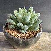 ���ò���¿����ʪ���ϥ������ ����åĥ��������ھ� ��˱ȭ*��8��������ʡ����ʸ¤�