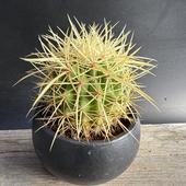 ���ܥƥ󡧥����Υ������������ϡ�����ȭ*��8cm�����ʡ����ʸ¤�