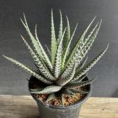 ¿����ʪ���ϥ������ ����δ���*��10���