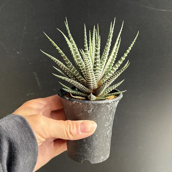 多肉植物：ハオルチア 十二の巻錦*幅10cm | サボテン＆多肉植物,多肉