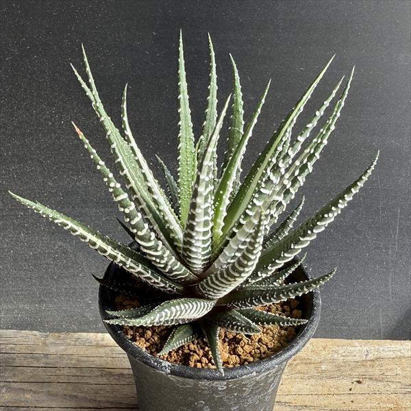多肉植物：ハオルチア 十二の巻錦*幅10cm | サボテン＆多肉植物,多肉