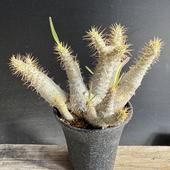 �����ǥå������ѥ��ݥǥ����� ���饭�ꥹ ��Ω��������*����15��������ʡ����ʸ¤�