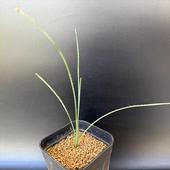 �ᥭ������ץ��ġ�������ꥪ�� ����ƥ��ե��ꥦ�ࡡ����*����8���