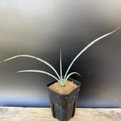 �ᥭ������ץ��ġ���å� �ڥꥯ������������*����20���