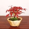 �ߺϡ���¿ʡ��ŷ�ʸ޿���ŷ��* bonsai 1216