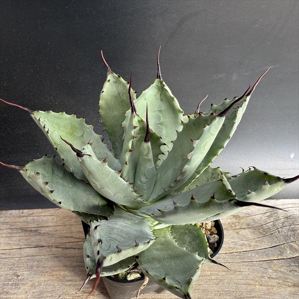 ¿����ʪ�������١��ݥ��ȥ��ߥޥ���������*��13���