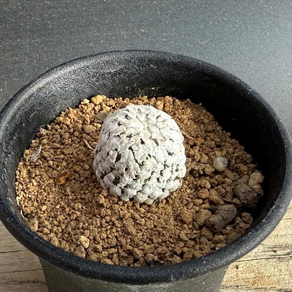 ���ܥƥ󡧥ĥ�ӥ˥���ץ��������ѡ��Х��*��2���