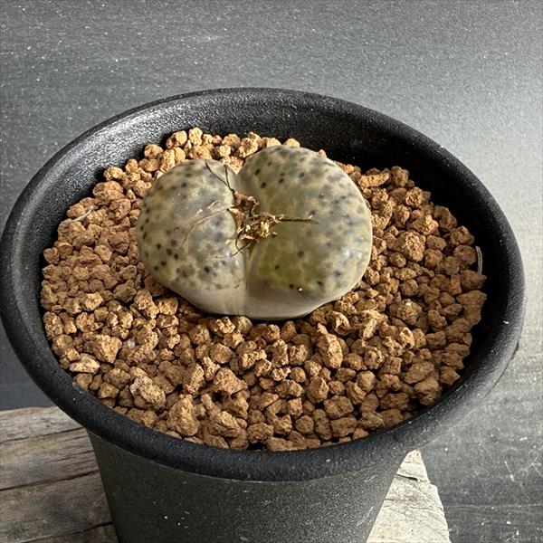 ¿����ʪ����ȡ��ץ� �ĸ���*��3���