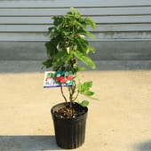 ���ڡ����ڡ��̼��ġ������⥤�ʥȥ��ʤ��饺�٥꡼�ˣ��������*��¥饺�٥꡼����¥ȥ��ʤ��饺�٥꡼