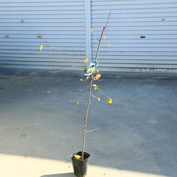 ���ڡ����ڡ��̼��������ʤ����˥���󡡼���100���*������