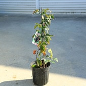 ���ڡ����ڡ��̼��ġ��֥�å��٥꡼�ʹ���������6�������*