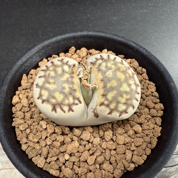多肉植物：リトープス フスカスフォーム*幅3cm | サボテン＆多肉植物