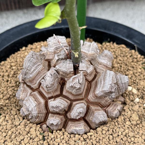 ���ò��������ǥå��������եꥫ����ε*������9��������ʡ����ʸ¤�