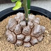 ���ò��������ǥå��������եꥫ����ε*������9��������ʡ����ʸ¤�