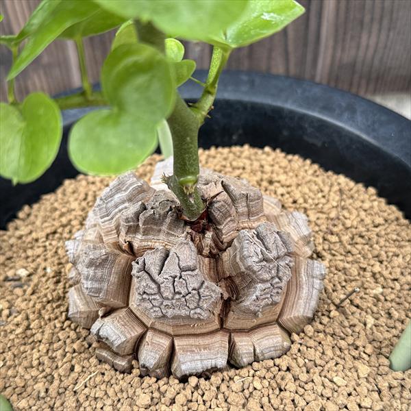 ���ò��������ǥå��������եꥫ����ε*������9��������ʡ����ʸ¤�