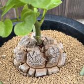 ���ò��������ǥå��������եꥫ����ε*������9��������ʡ����ʸ¤�