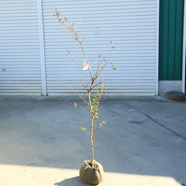 ���ڡ����ڡ�����ܥ�ĥ꡼�����륹�٥��ɴ���ȡ����ַϡ�*�������