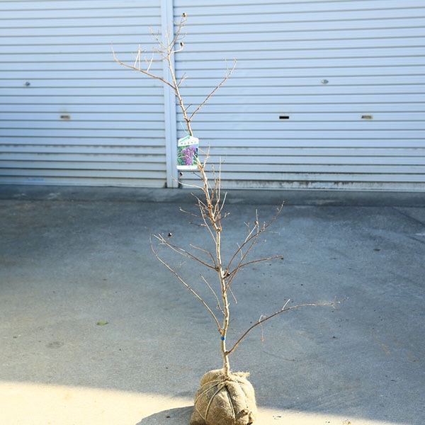 ���ڡ����ڡ�����ܥ�ĥ꡼�����륹�٥��ɴ���ȡ˻�ַϡ�A��*�������