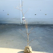 ���ڡ����ڡ�����ܥ�ĥ꡼�����륹�٥��ɴ���ȡ˻�ַϡ�A��*�������