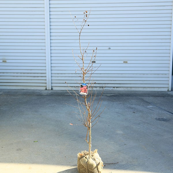 ���ڡ����ڡ�����ܥ�ĥ꡼�����륹�٥��ɴ���ȡ��ֲַϡ�*�������