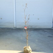 ���ڡ����ڡ�����ܥ�ĥ꡼�����륹�٥��ɴ���ȡ��ֲַϡ�*�������