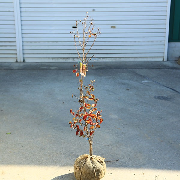 ���ڡ����ڡ�����ܥ�ĥ꡼�����륹�٥��ɴ���ȡ˲ƺפꡡ����ʤ�餭��*�������