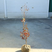 ���ڡ����ڡ�����ܥ�ĥ꡼�����륹�٥��ɴ���ȡ˲ƺפꡡ����ʤ�餭��*�������