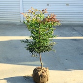 ���ڡ����ڡ����ʡ�������ŷ*������Ť�ʤ�Ƥ󡡸��ʸ¤�