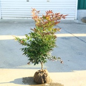 ���ڡ����ڡ����ʡ�������ŷ*������Ť�ʤ�Ƥ󡡸��ʸ¤�