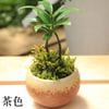 ���տ�ʪ���롡�ʥ� ��ȭ���������դ�*ȭ�����٤ޤ���bonsai