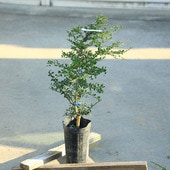 ���ڡ����ڡ��̼������ڡ��ե��󥬡��饤��ʥ���ӥ��饤��˥�ȥ��ӡ�*�ּ��ʼ����60���������80�������ޥ���ȯ��