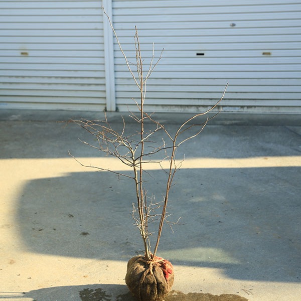 �������ڡ����ڡ��ʥĥϥ��ʤʤĤϤ��˲�ȧ*����Ź���ޤ��������⡧��100���������110���