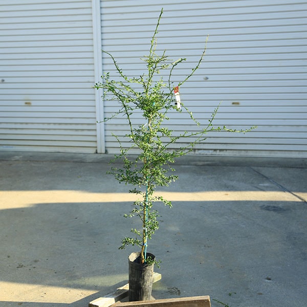 ���ڡ����ڡ��̼������ڡ��ե��󥬡��饤��ʥ�����२����ɡ�*�м��ʼ����100���������120�������ޥ���ȯ��