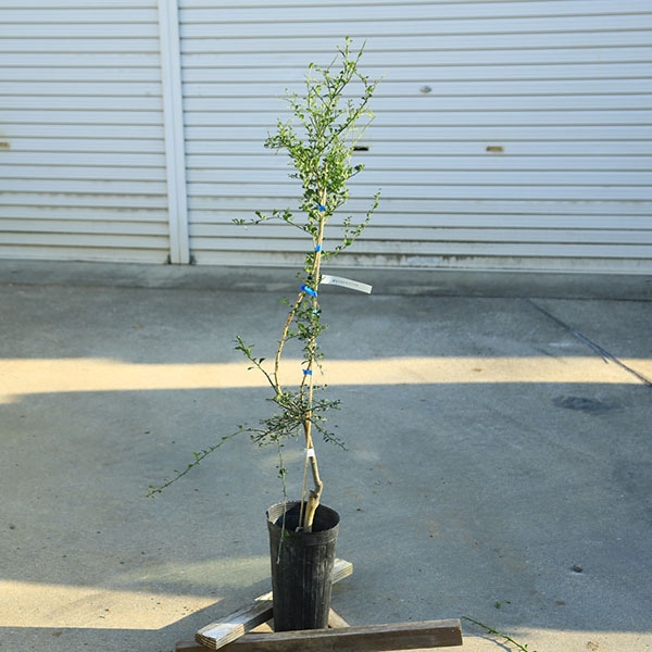 ���ڡ����ڡ��̼������ڡ��ե��󥬡��饤��ʥ��꡼�󥸥㥤����ȡ�*�����ʼ����100���������120�������ޥ���ȯ��