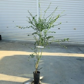 ���ڡ����ڡ��̼������ڡ��ե��󥬡��饤��ʥƥ����ƥ����꡼���*Ʃ�������ʼ����100���������120�������ޥ���ȯ��