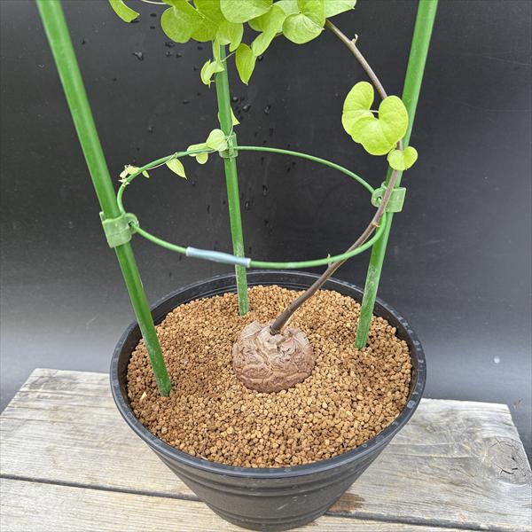 ���ò��������ǥå��������եꥫ����ε*������6��������ʡ����ʸ¤�