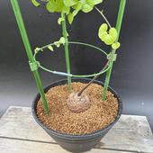 ���ò��������ǥå��������եꥫ����ε*������6��������ʡ����ʸ¤�