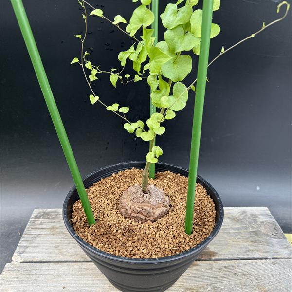 ���ò��������ǥå��������եꥫ����ε*������7��������ʡ����ʸ¤�