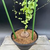 ���ò��������ǥå��������եꥫ����ε*������7��������ʡ����ʸ¤�