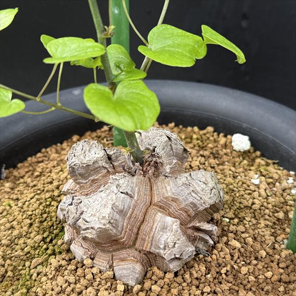 ���ò��������ǥå��������եꥫ����ε*������8��������ʡ����ʸ¤�