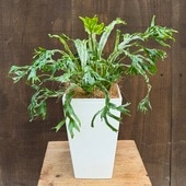 ���տ�ʪ�������ץ�˥��� �˥��� ������*4��ץ�ݥå� ���˥勵�� �����䥷����