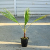 ���ڡ����� ���亮��ȥ�䥷�ʥ亮��ȥ�ܿ�ҡˡ��䥷���ڡ�����80���*��