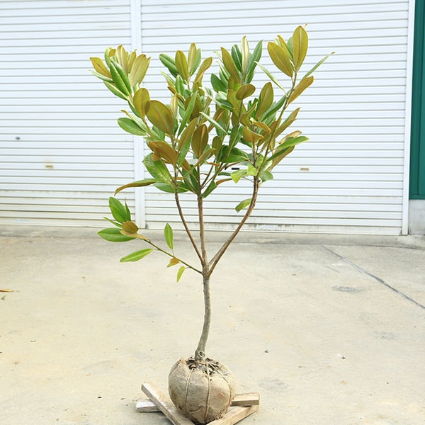 ���ڡ����ڡ���������ܥ��ʥۥ��Х�������ܥ��ˤ�������ܤ����ٻ��ڡ��绳�ڡ����ʸ¤�*������110������礭�ʲ֤��ܤ������͵��ʼ���������