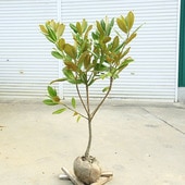 ���ڡ����ڡ���������ܥ��ʥۥ��Х�������ܥ��ˤ�������ܤ����ٻ��ڡ��绳�ڡ����ʸ¤�*������110������礭�ʲ֤��ܤ������͵��ʼ���������