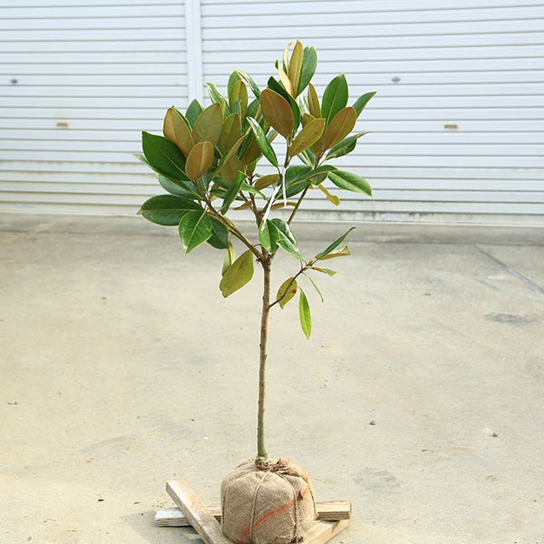 ���ڡ����ڡ���������ܥ��ʥۥ��Х�������ܥ��ˤ�������ܤ����ٻ��ڡ��绳�ڡ����ʸ¤�*������100������礭�ʲ֤��ܤ������͵��ʼ���������